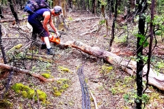 Checking-and-clearing-the-power-cable-through-the-Beech-Forest