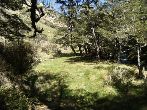 Sidling up Timms Creek